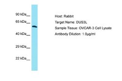 DUS3L Antibody, Novus Biologicals 100 &mu;L | Buy Online | Novus Biologicals | Fisher Scientific
